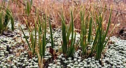 Carex decurtata hero image showing dense tufts of bright green foliage in a stony wetland setting