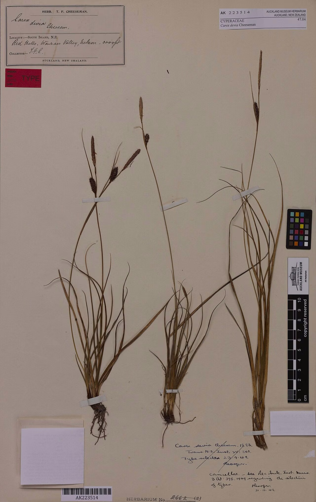 Carex devia (Carex devia)