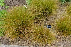 Carex dipsacea
