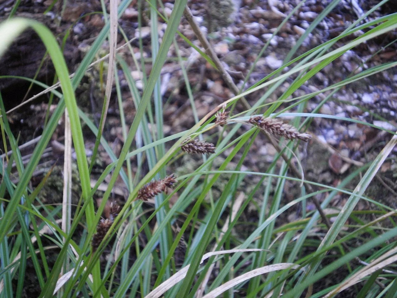 Carex dissita