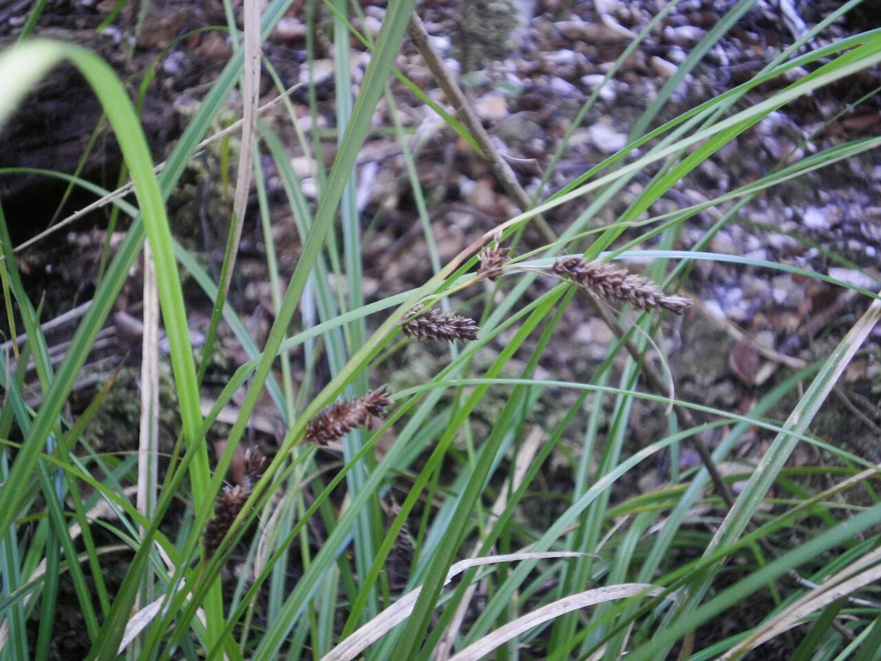 Forest Sedge (Carex dissita) showing its distinctive bright green foliage and arching growth habit along stream margins