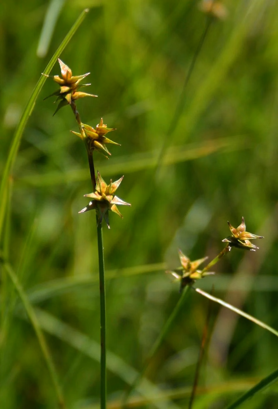 Star Sedge (Carex echinata)