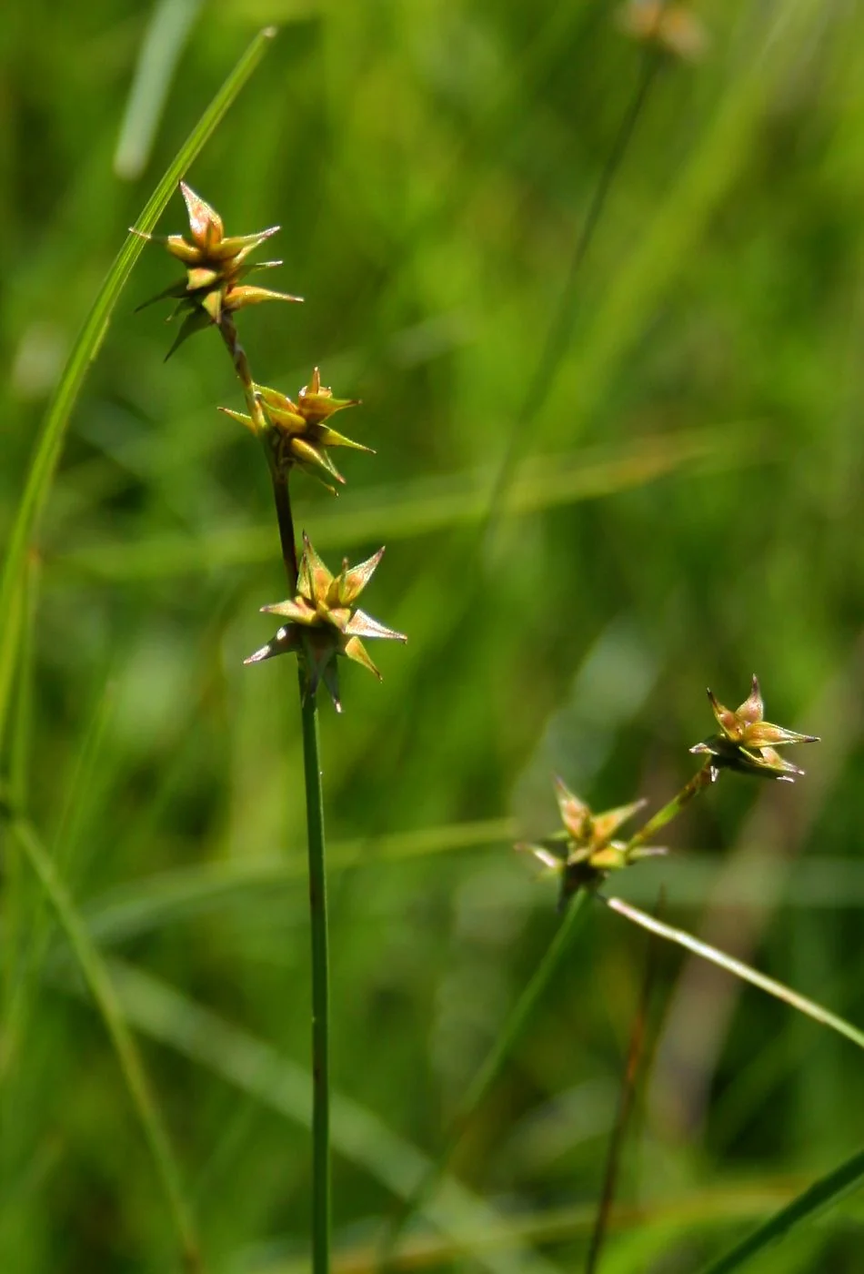 Star Sedge (<i>Carex echinata</i>) hero image showing its small green clumps and star-shaped seed heads