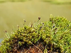 Enys's Sedge (<i>Carex enysii</i>) hero image showing its tiny, turf-forming habit in a stony alpine environment
