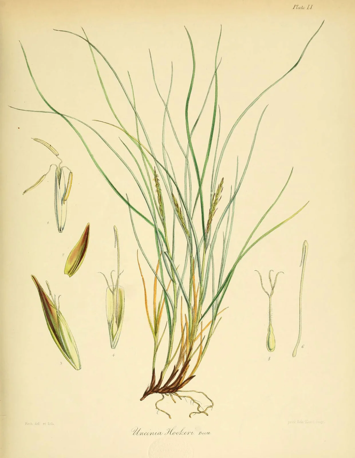 Carex Erebus Native Plant (Carex erebus)