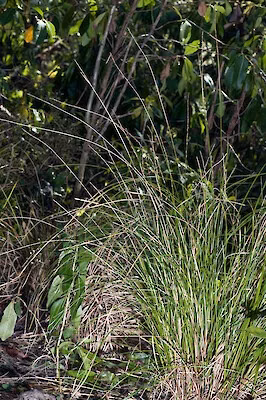Red Sheath Sedge (Carex erythrovaginata)