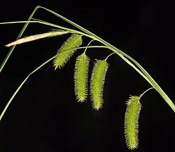 Tassel Sedge