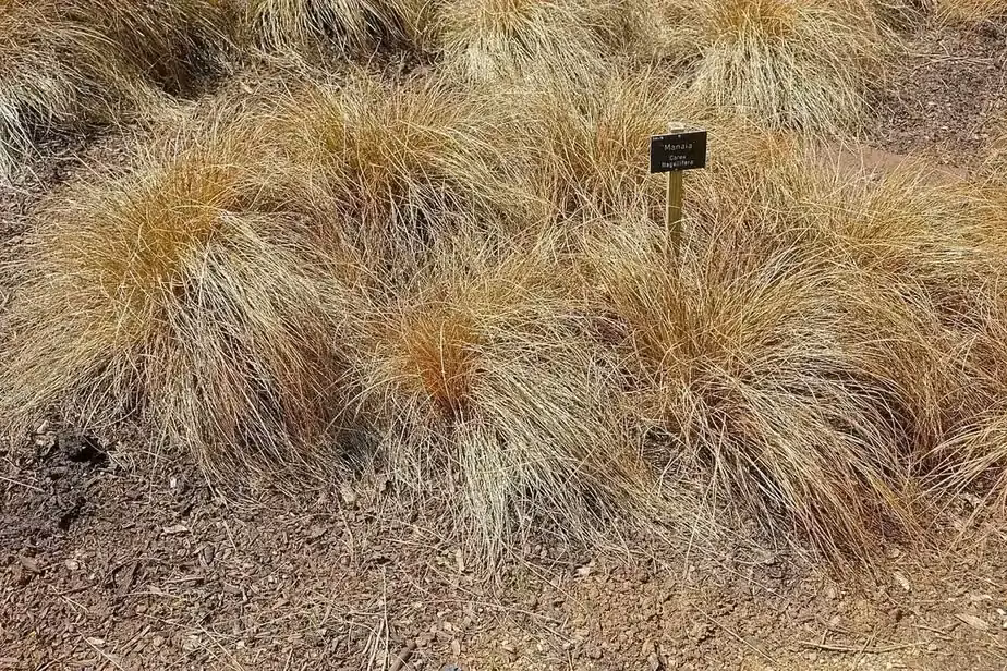 Glen Sedge (Carex flagellifera)