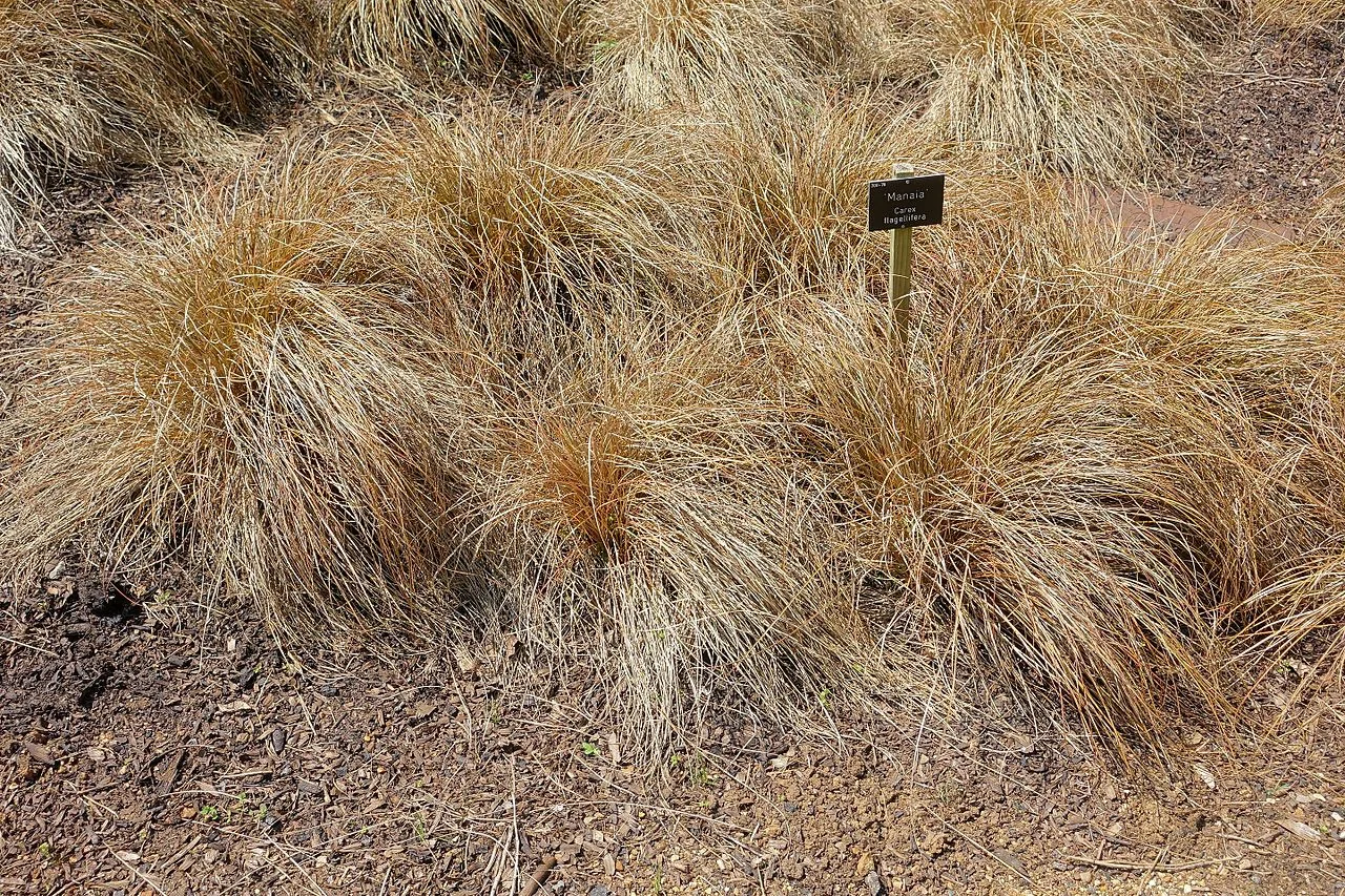 Glen Murray Tussock (Carex flagellifera) showing its distinctive trailing growth habit and dense tufted form