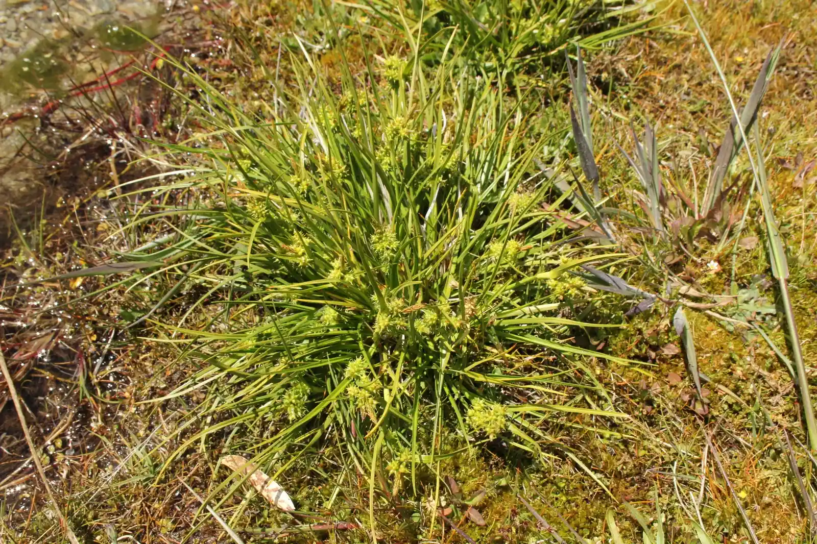 Carex Flaviformis Native Plant (Carex flaviformis)