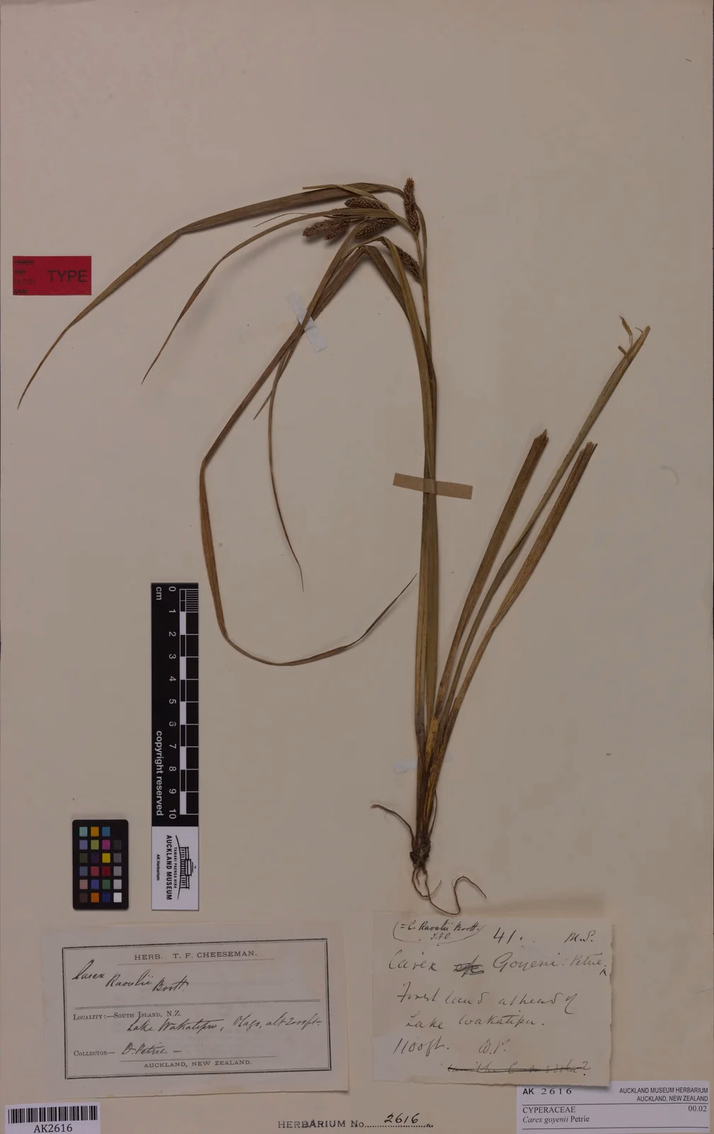 Carex Goyenii Native Plant (Carex goyenii)