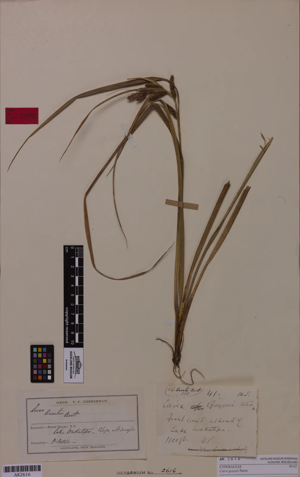Carex Goyenii Native Plant (Carex goyenii)