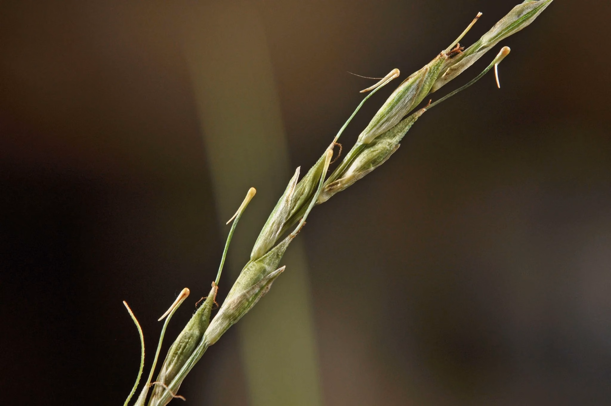 Healy's Sedge (Carex healyi)
