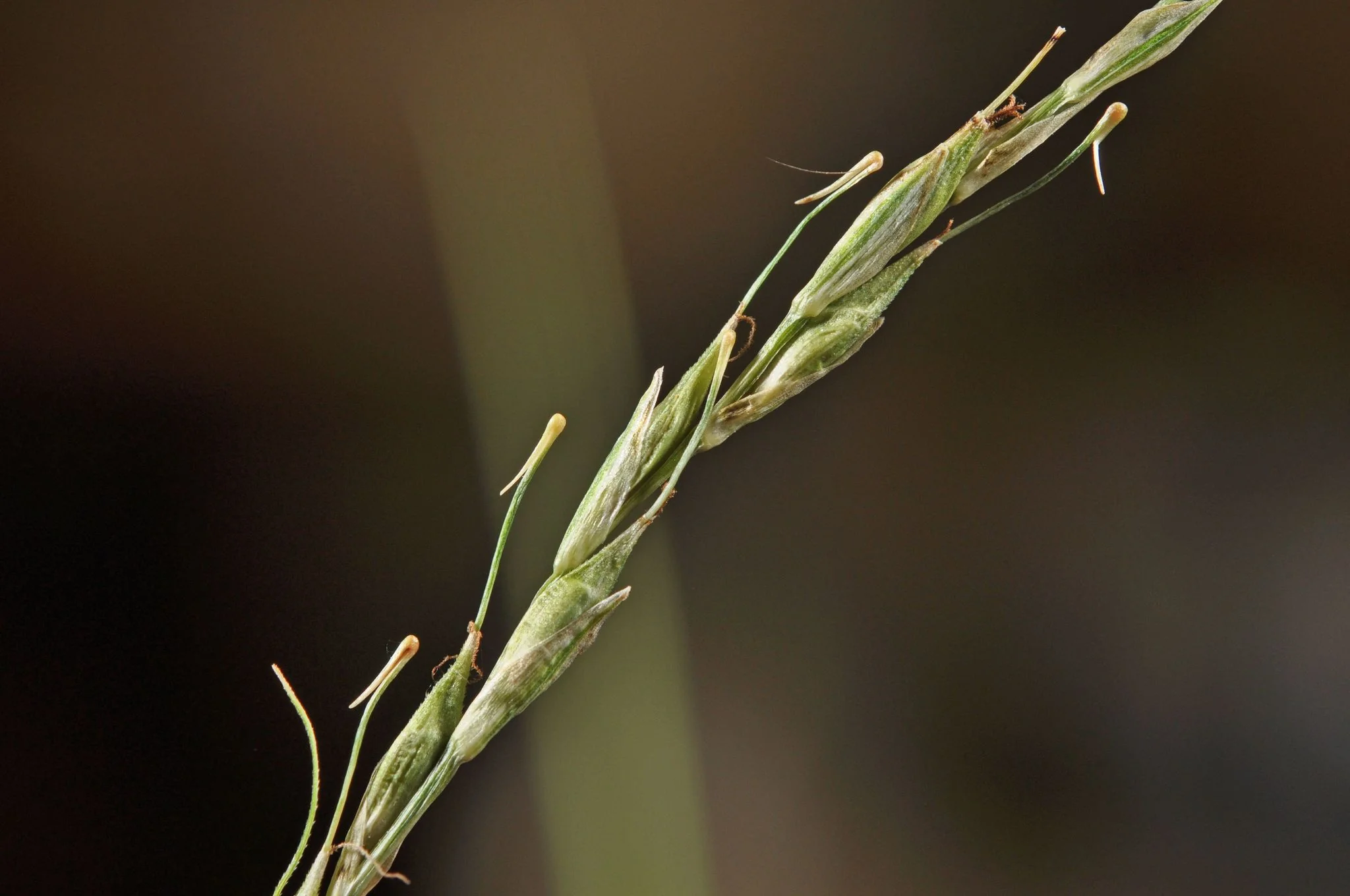 Carex healyi clump in a dry border