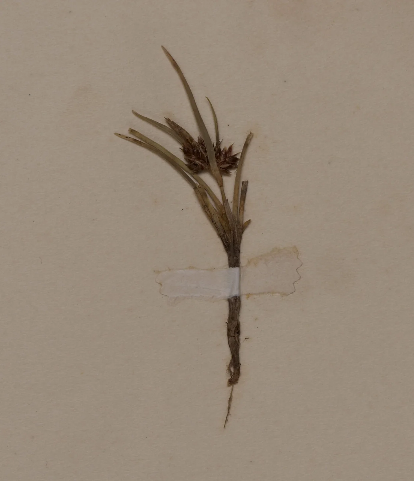 Carex Hectorii Native Plant (Carex hectorii)