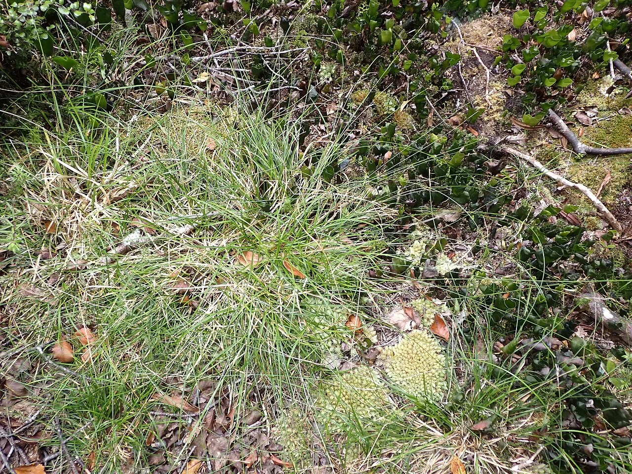Carex horizontalis forming a low, spreading mat