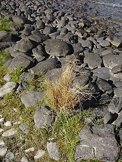 Carex Kaloides (Carex kaloides) hero image