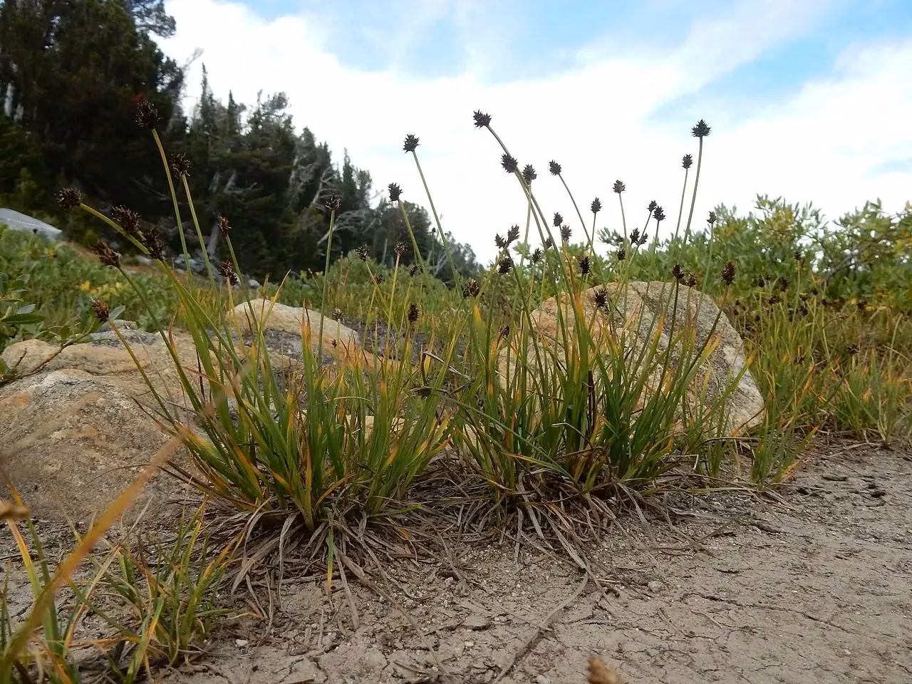 Two-Tipped Sedge (Carex lachenalii)