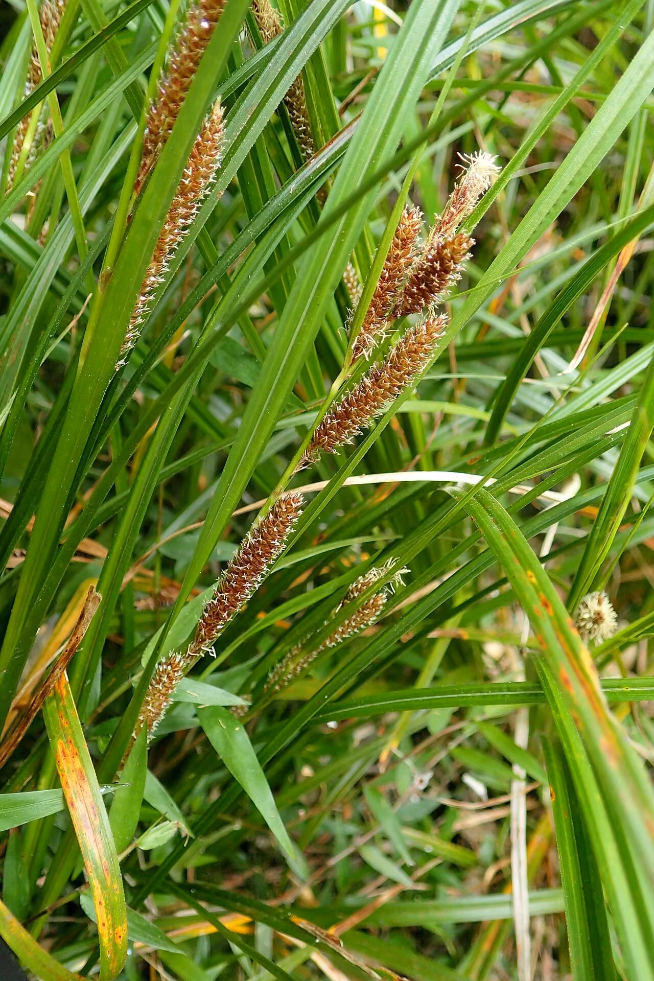 Carex lambertiana (Carex lambertiana)