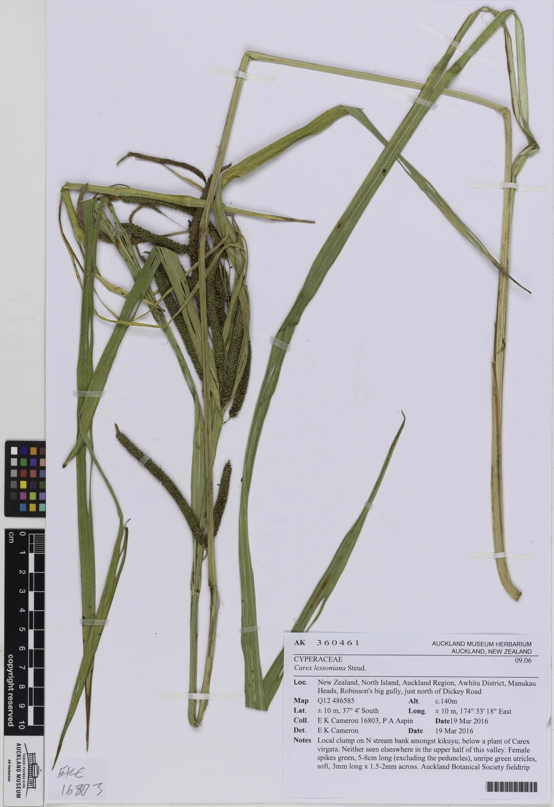 Carex Lessoniana Native Plant (Carex lessoniana)