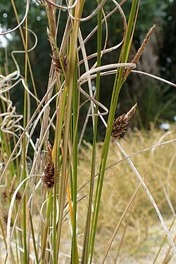 Sea Sedge (<i>Carex litorosa</i>) hero image