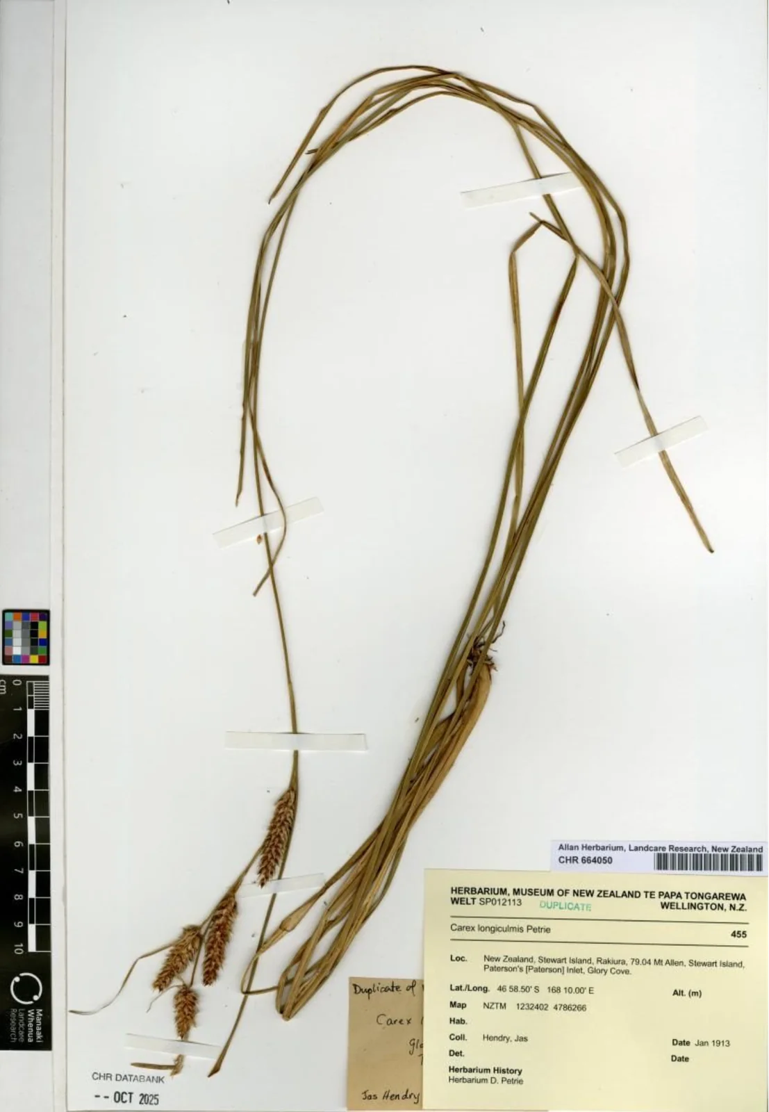 Carex Longiculmis Native Plant (Carex longiculmis)