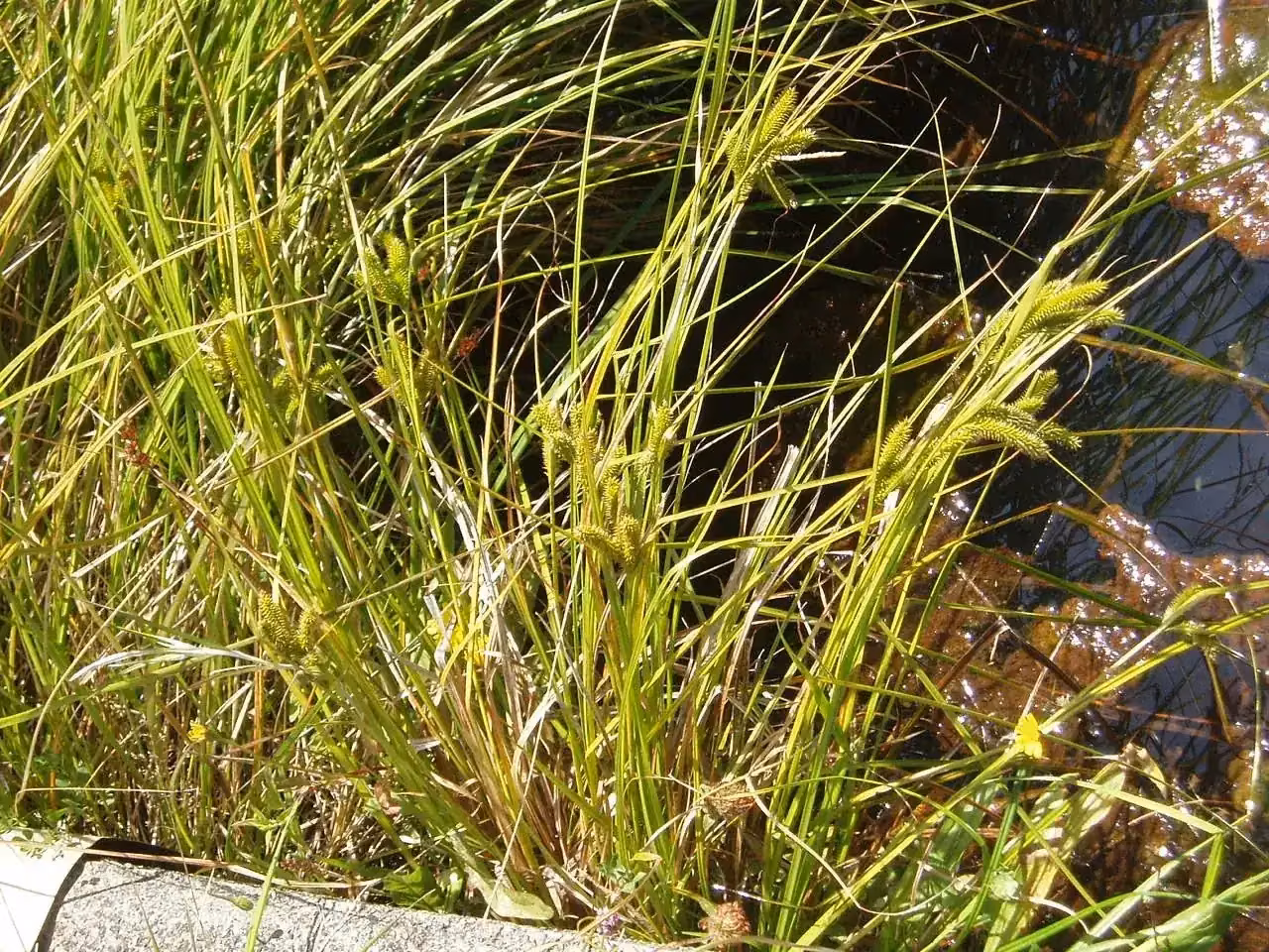 Māori Sedge