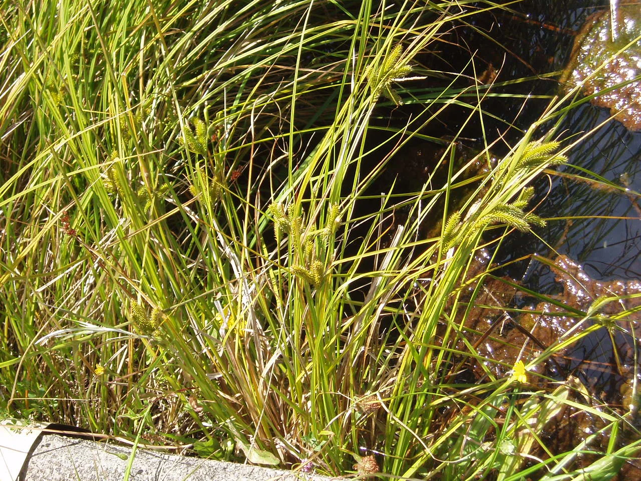 Māori Sedge hero image