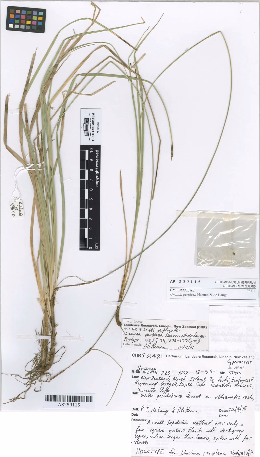 Carex Perplexa Native Plant (Carex perplexa)