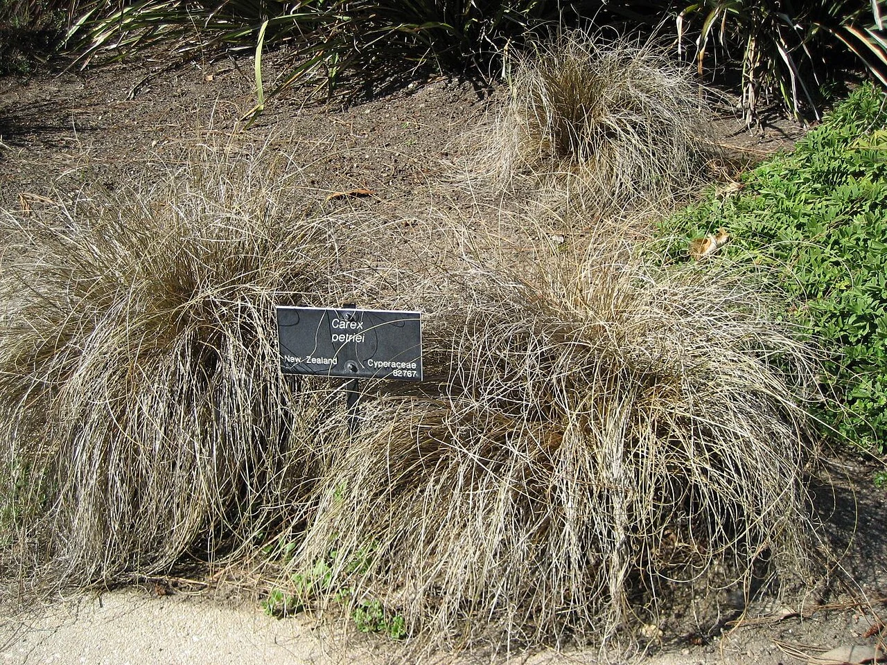 Carex petriei clump used in gravel planting