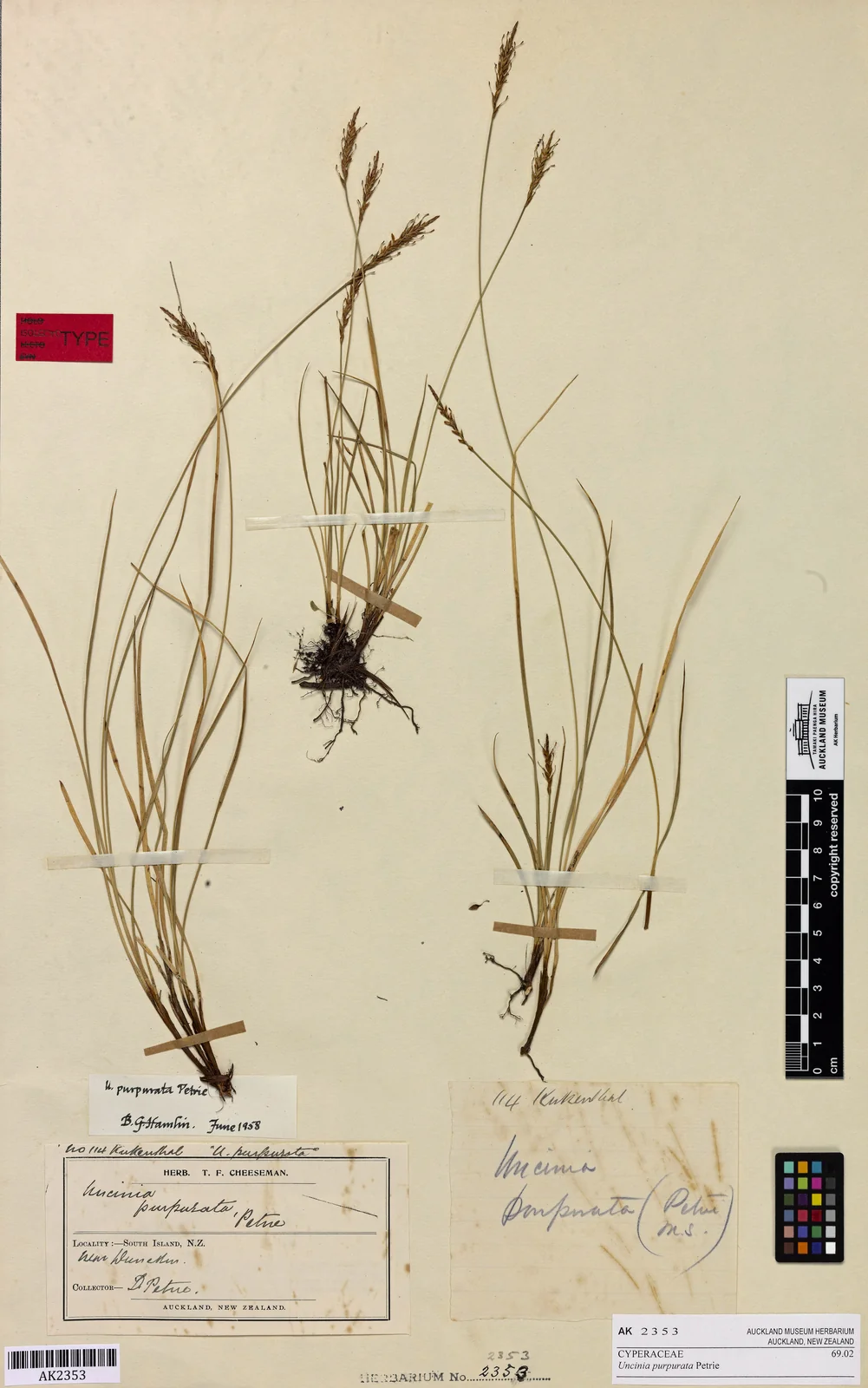 Carex Purpurata Native Plant (Carex purpurata)