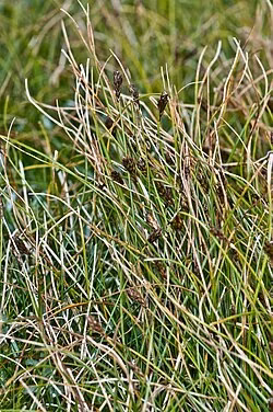 Pyrenean Sedge