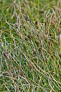 Pyrenean Sedge (Carex pyrenaica) hero image