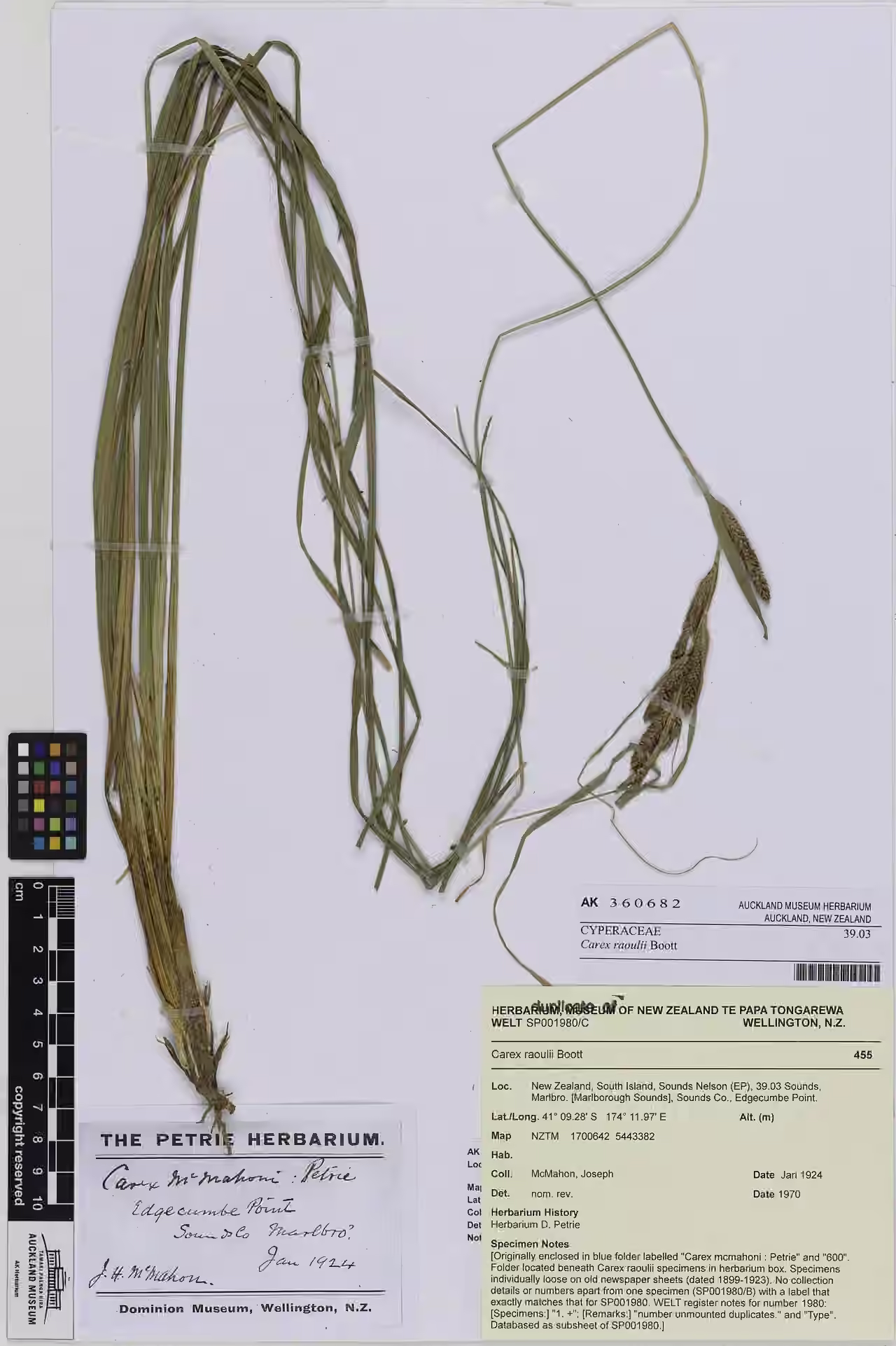 Carex raoulii (Carex raoulii)