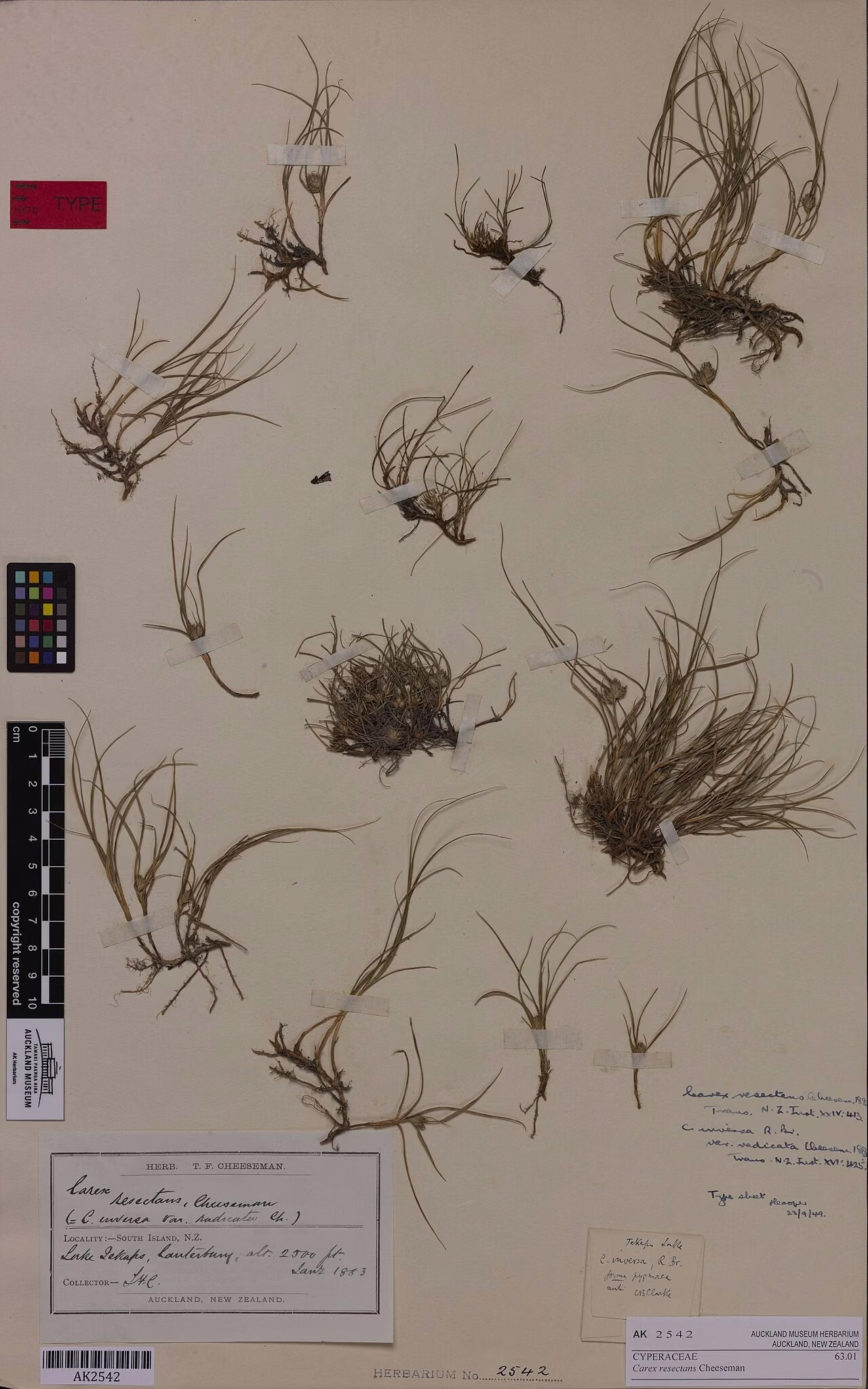 Carex resectans (Carex resectans) hero image