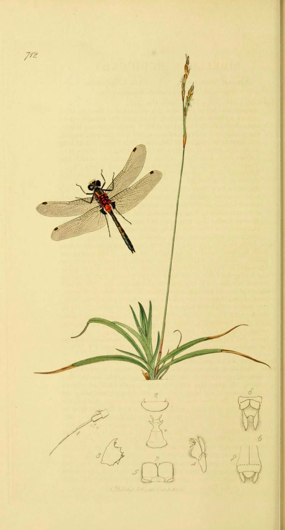 Carex rubicunda (Carex rubicunda)