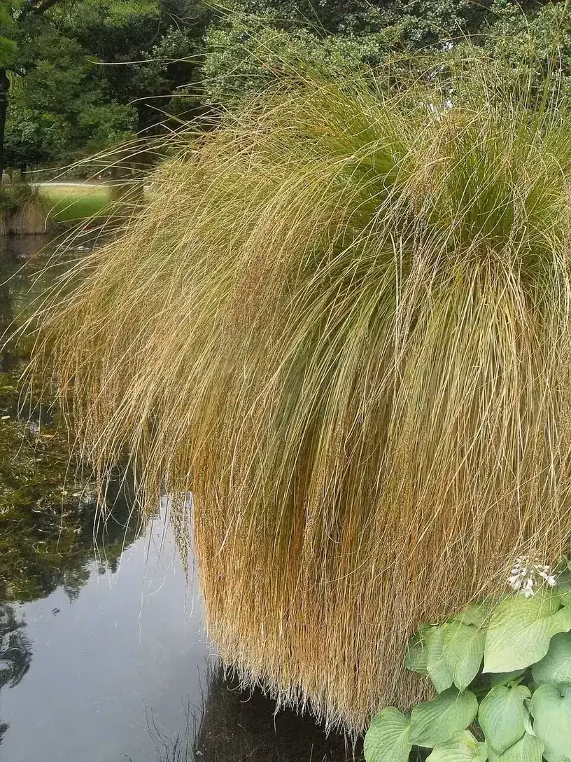 Pūrei Sedge