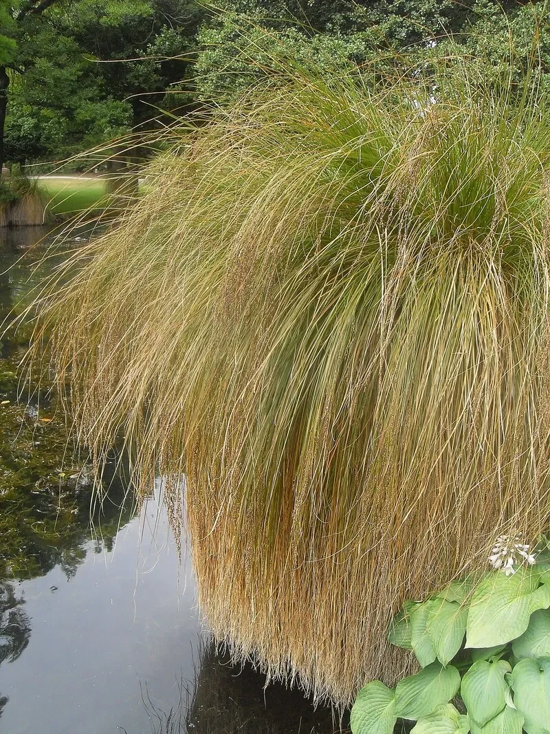 Pūrei (Carex secta)