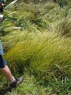 Sinclair's Sedge (Carex sinclairii) hero image