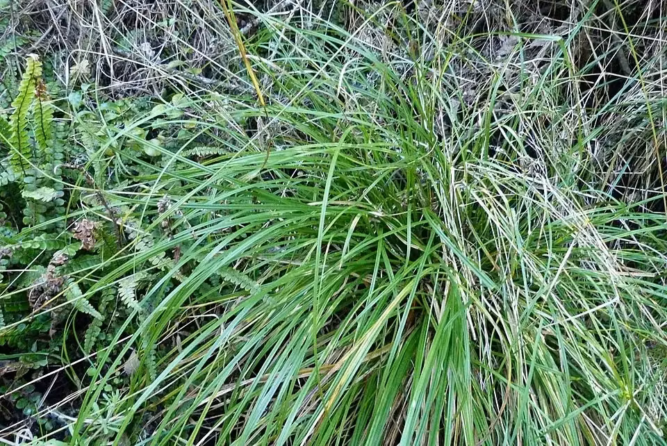 Carex solandri