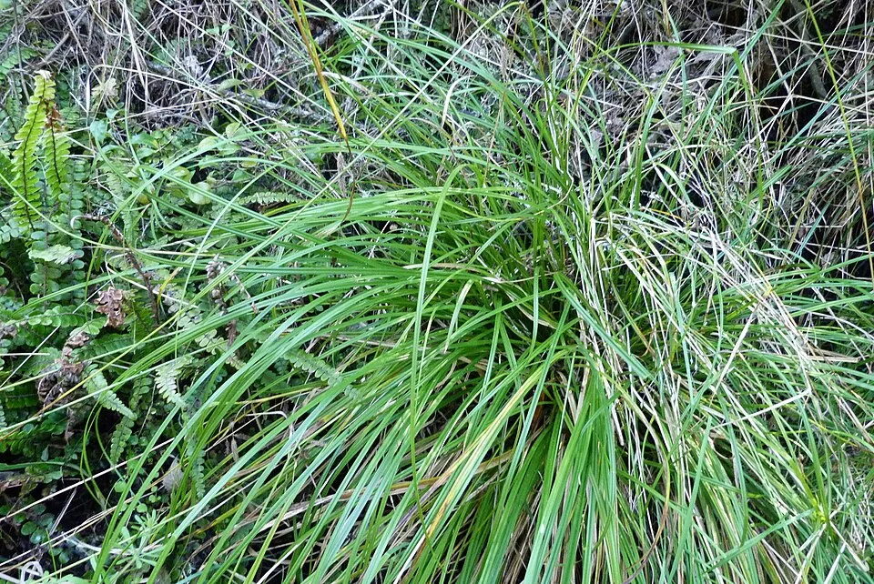 Solander's Sedge (<i>Carex solandri</i>) displaying its characteristic drooping yellow-green foliage in its natural forest habitat