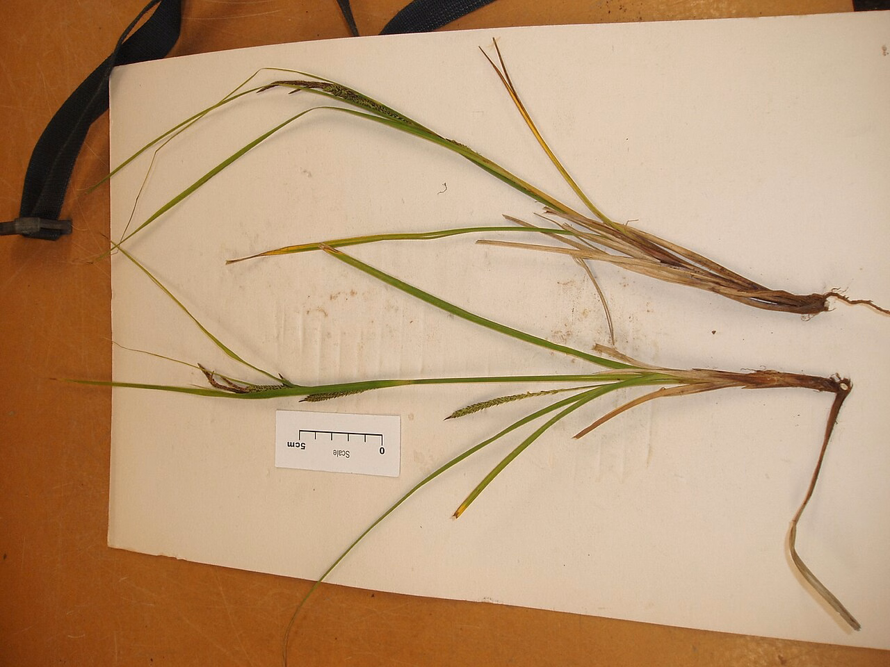 Carex subdola (Carex subdola)