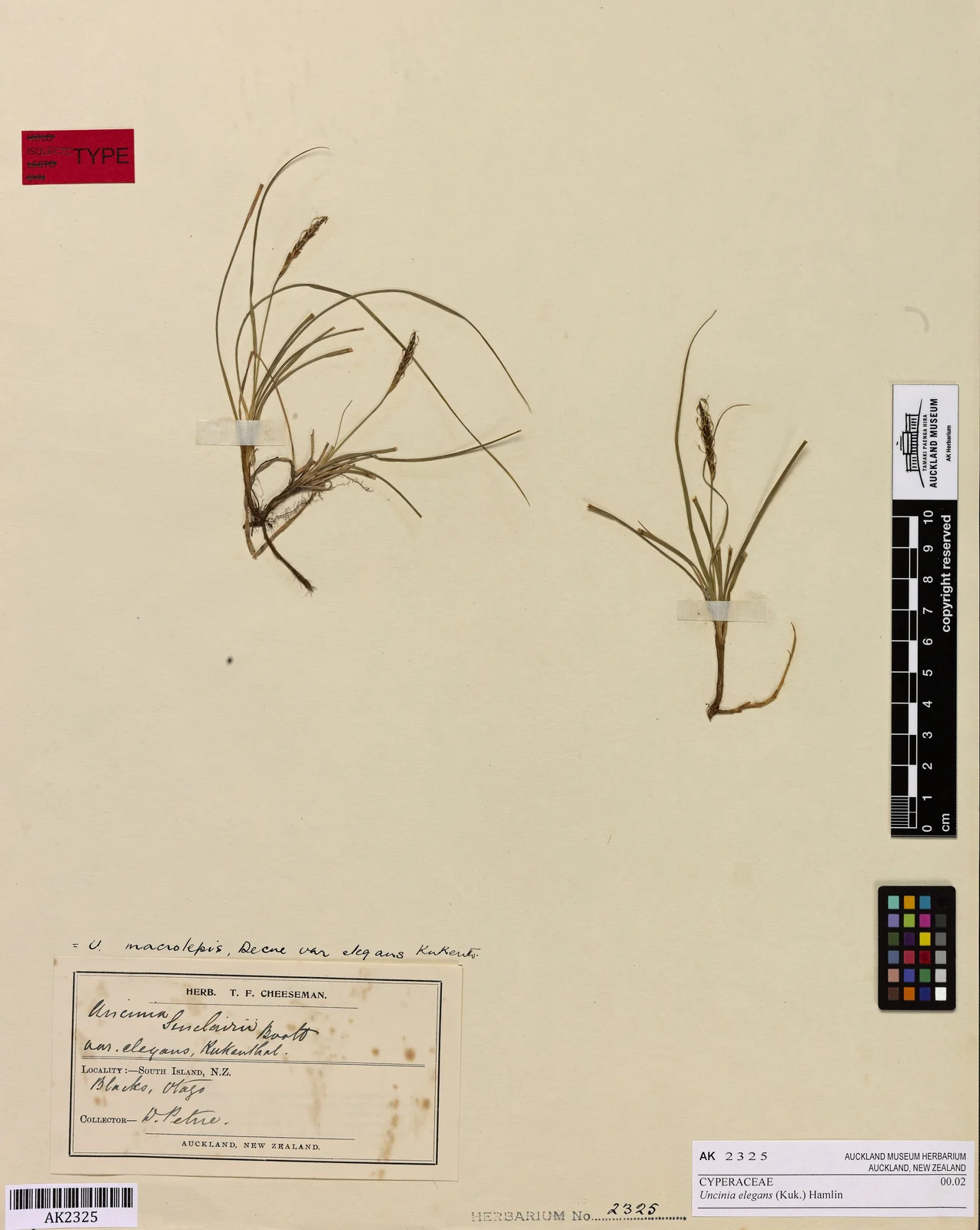Carex Subtilis Native Plant (Carex subtilis)