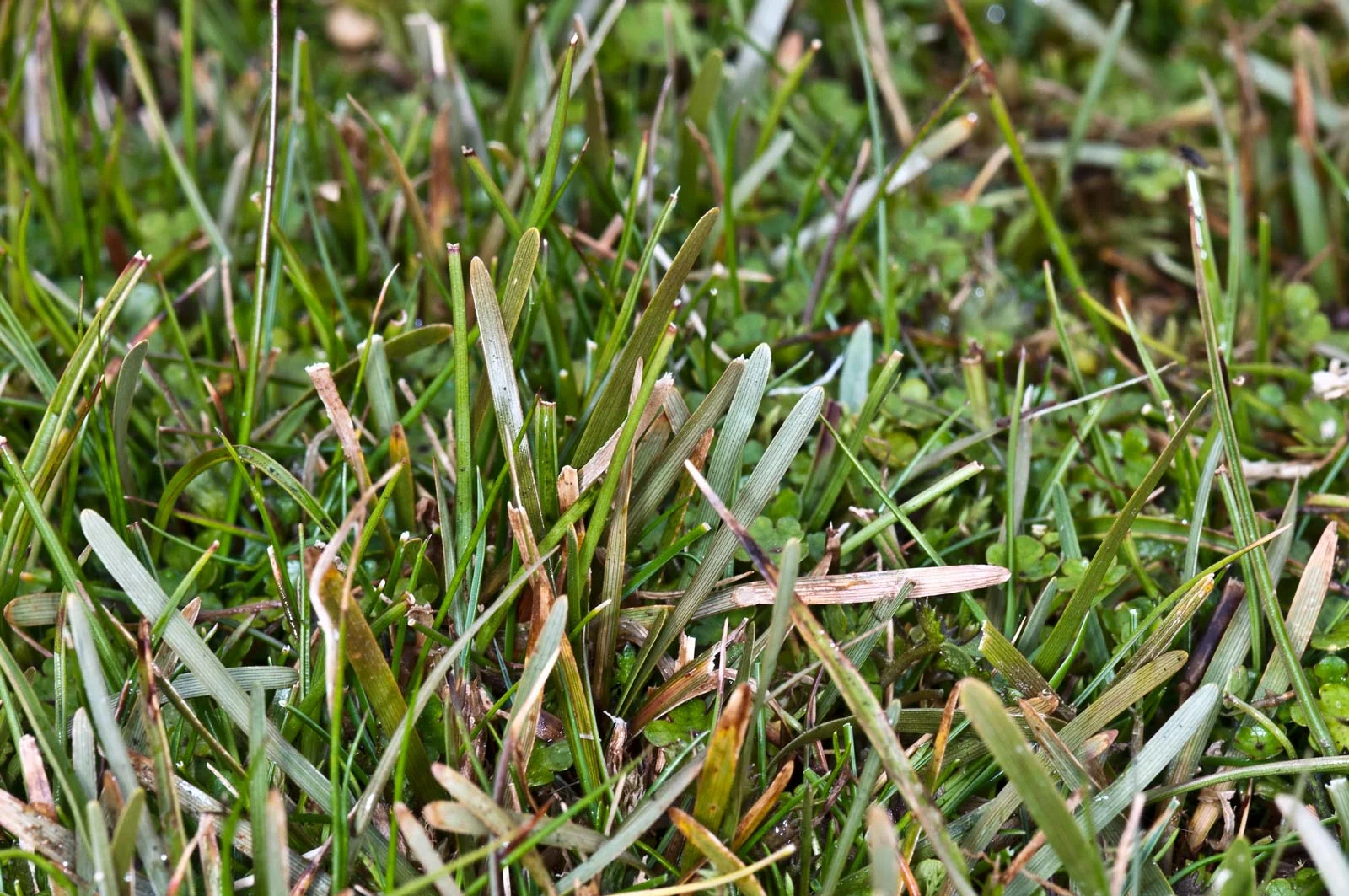 Carex Talbotii (Carex talbotii)