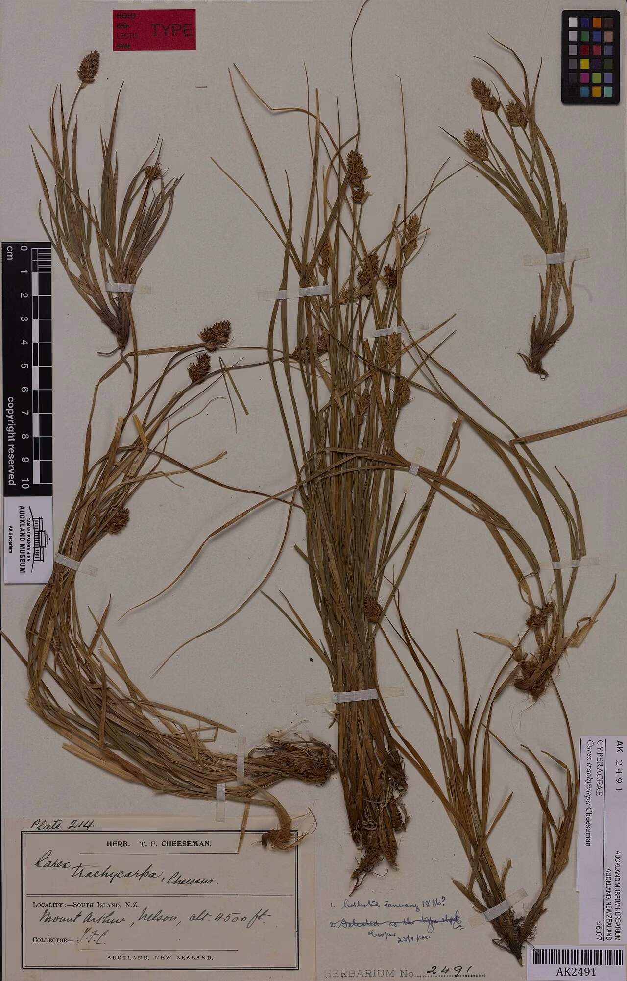 Carex trachycarpa (Carex trachycarpa)