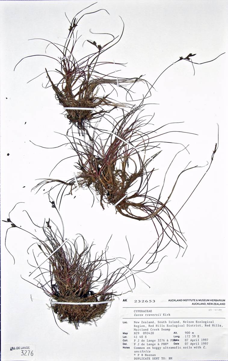 Carex traversii (Carex traversii)