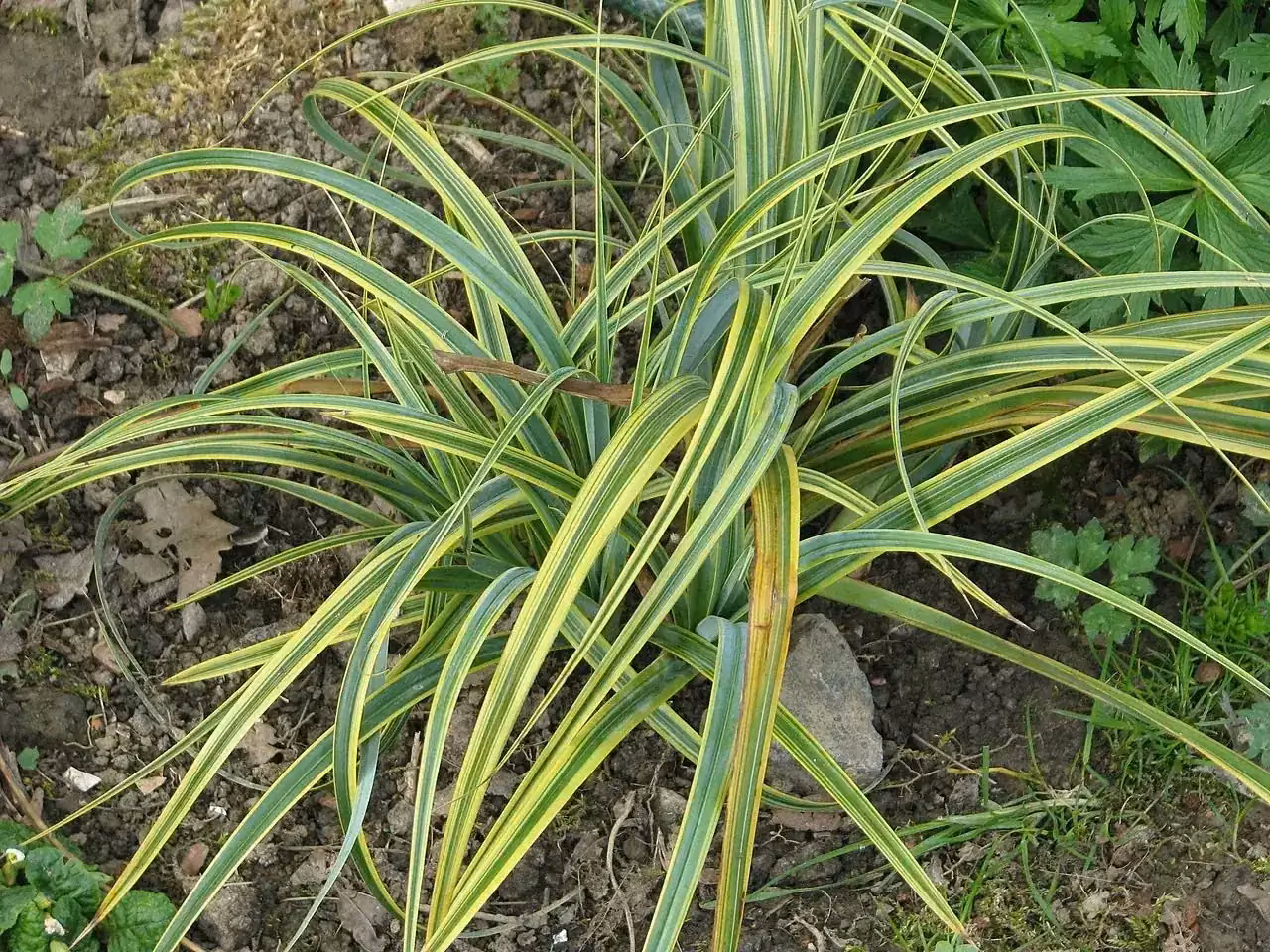 Mutton-Bird Sedge