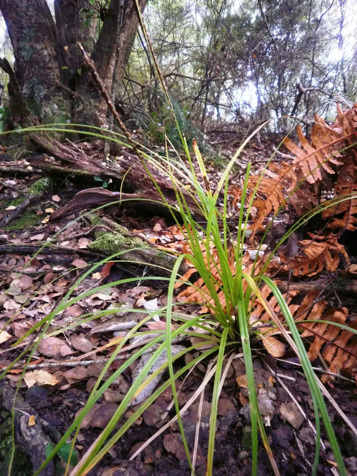 Carex Uncinata Native Plant (Carex uncinata)