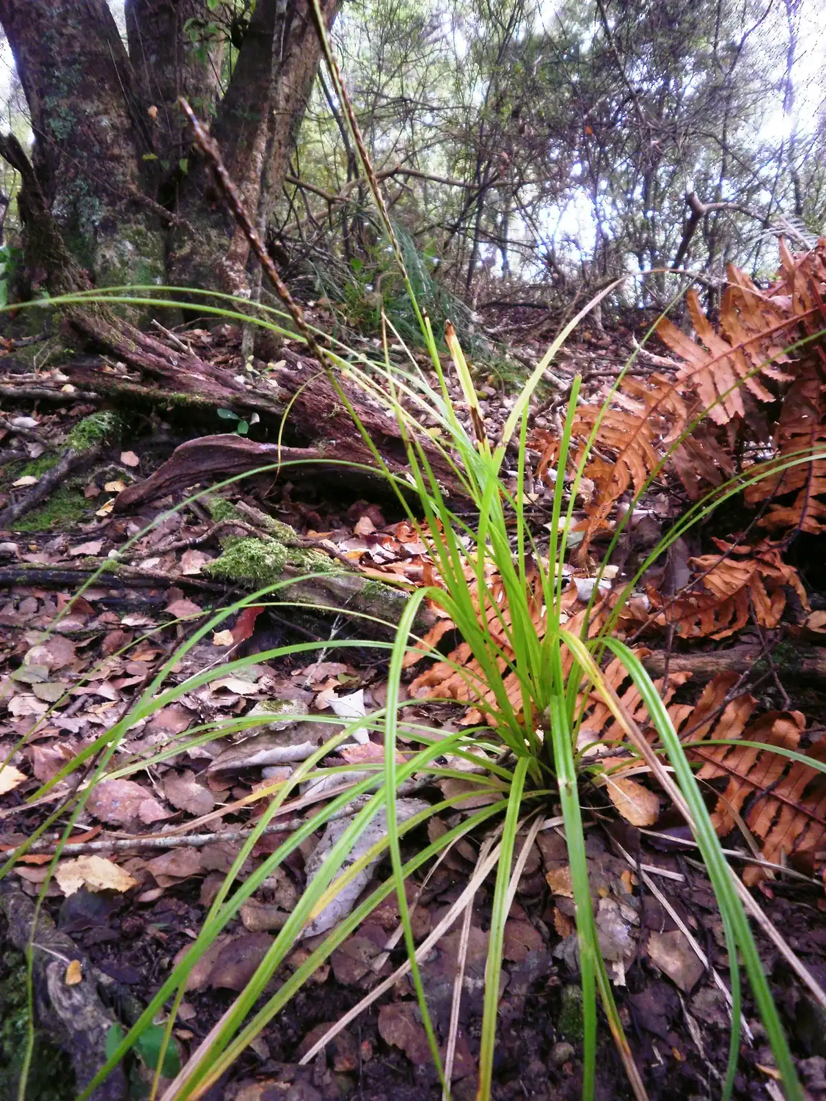 Carex Uncinata Native Plant (Carex uncinata)