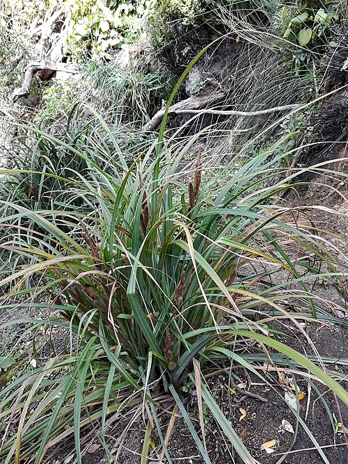 Chatham Islands Forest Sedge (Carex ventosa) hero image